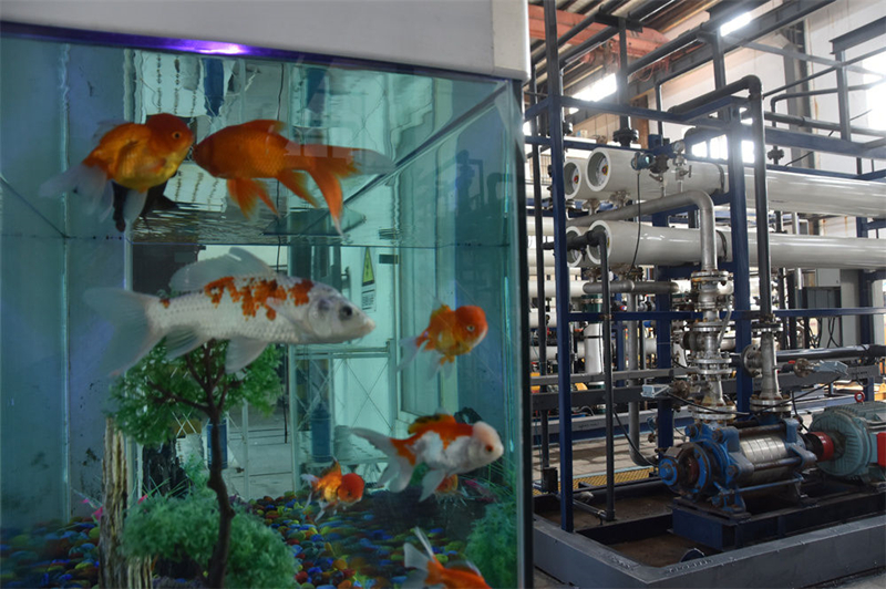 2022年3月10日，湖南一家铅冶炼厂内放置了一个鱼缸，里面养了多条金鱼。